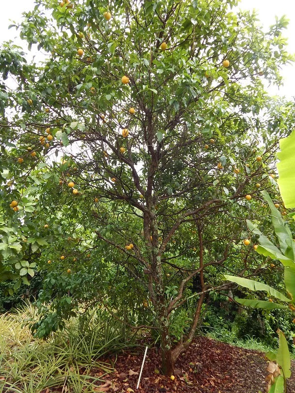 Planting my Abiu tree in the Amazon rainforest