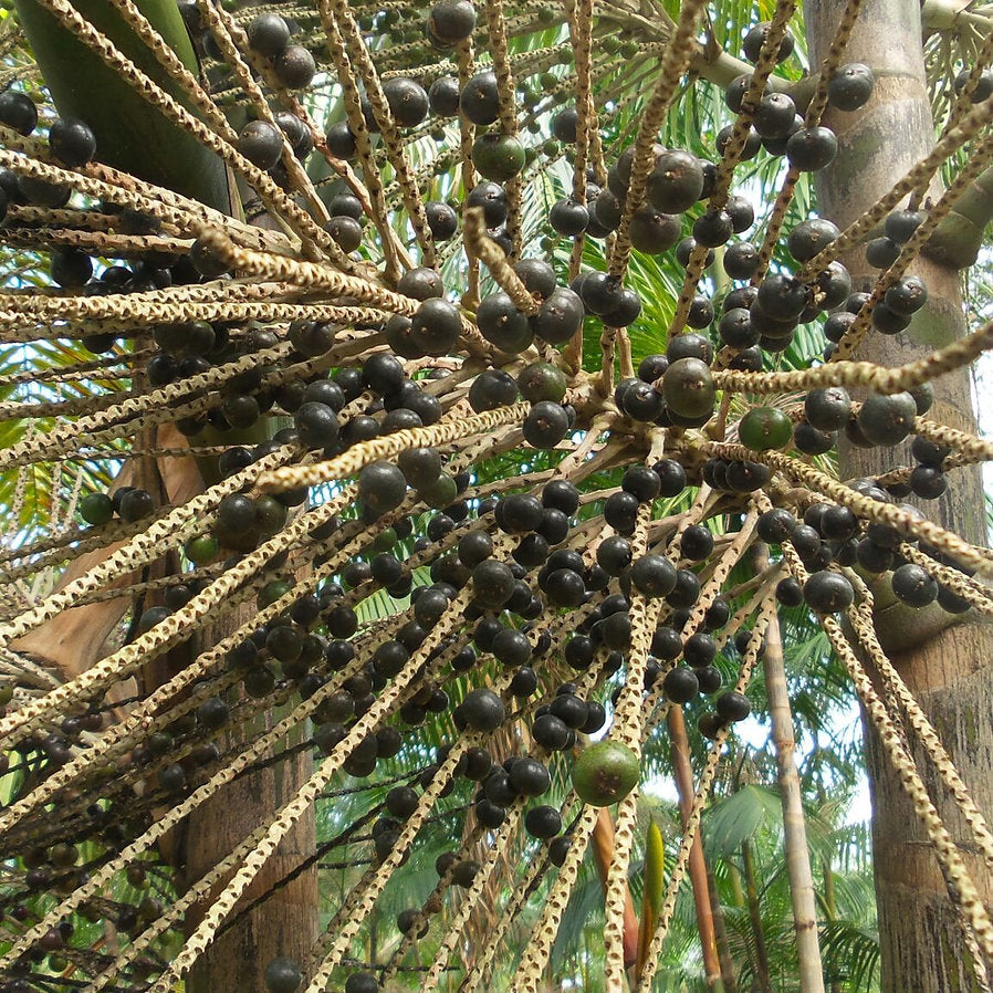 Planting my Açaí berry palm tree in the Amazon rainforest