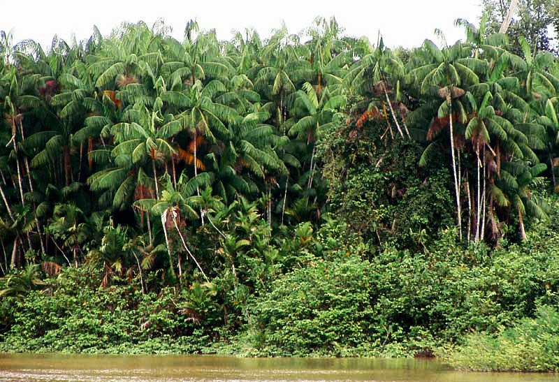 Planting my Açaí berry palm tree in the Amazon rainforest