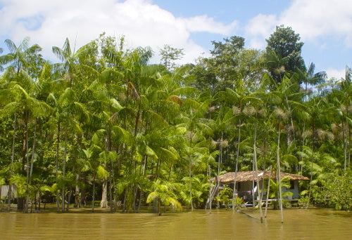 Planting my Açaí berry palm tree in the Amazon rainforest
