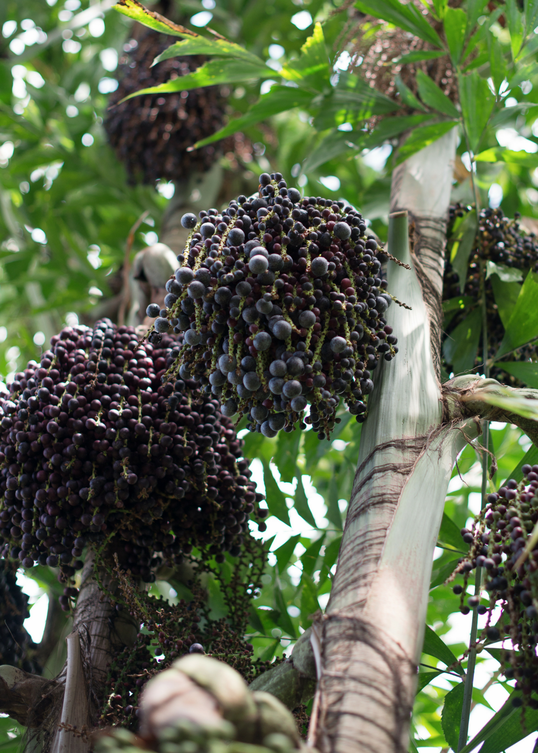 Planting my Açaí berry palm tree in the Amazon rainforest