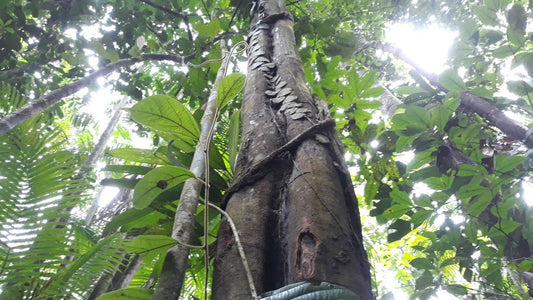 Planting my Acapu tree in the Amazon rainforest [ENDANGERED SPECIE]
