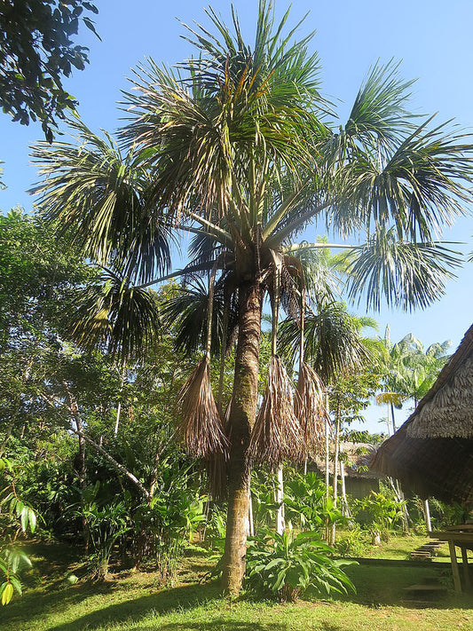 Planting my Buriti palm tree in the Amazon rain forest [Moriche Palm]