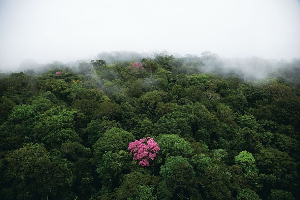 Ready to leave a lasting legacy? Join us in this enchanting green journey and make your mark in the Amazon with the planting of your very own tree!