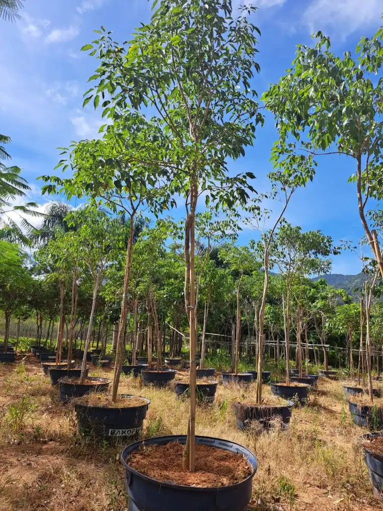 Planting my Ipe Roxo Tree in The Amazon Rainforest