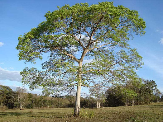 Planting my Jatoba tree in the Amazon rainforest
