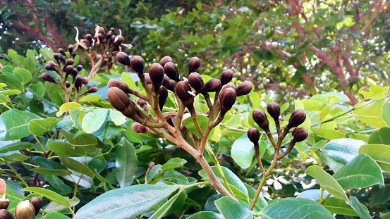 Planting my Jatoba tree in the Amazon rainforest