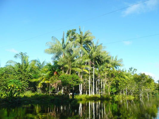 Planting my Acai do Amazonas palm tree in the Amazon rain forest [Euterpe Precatoria]