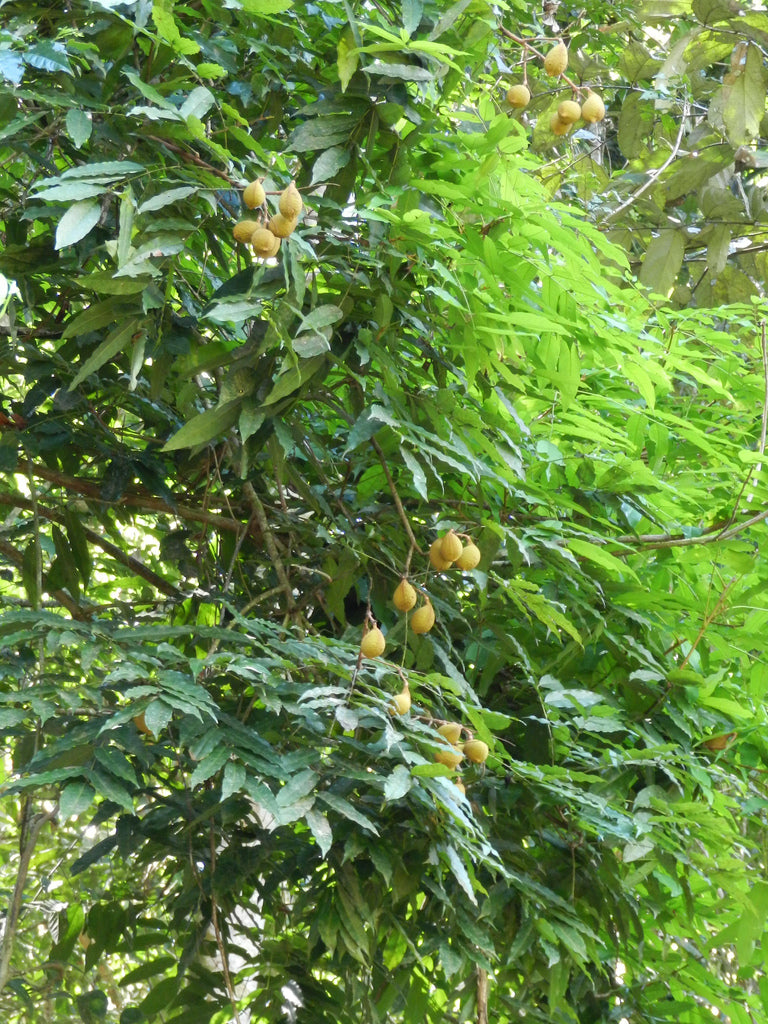 Planting my Acapu tree in the Amazon rainforest [ENDANGERED SPECIE]