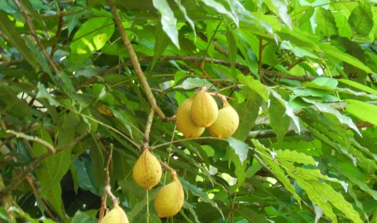 Planting my Acapu tree in the Amazon rainforest [ENDANGERED SPECIE]