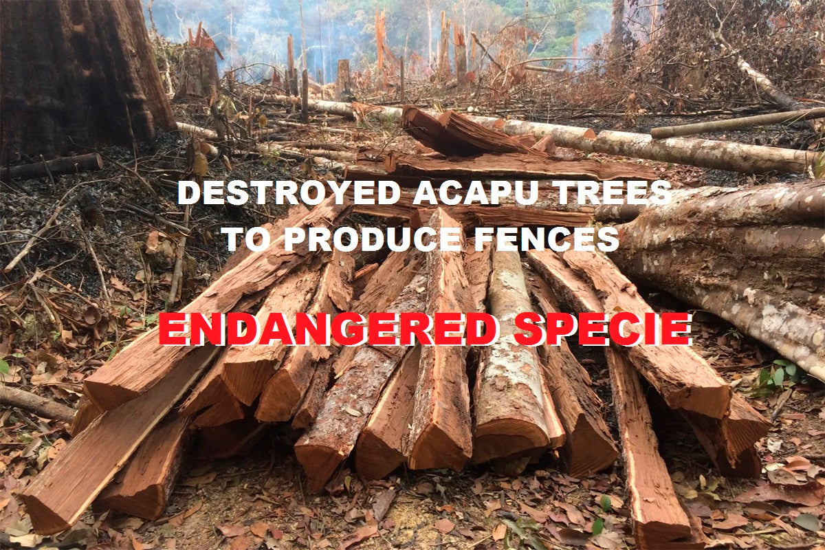 Planting my Acapu tree in the Amazon rainforest [ENDANGERED SPECIE]