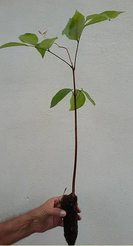Planting my Andiroba tree in the Amazon rainforest