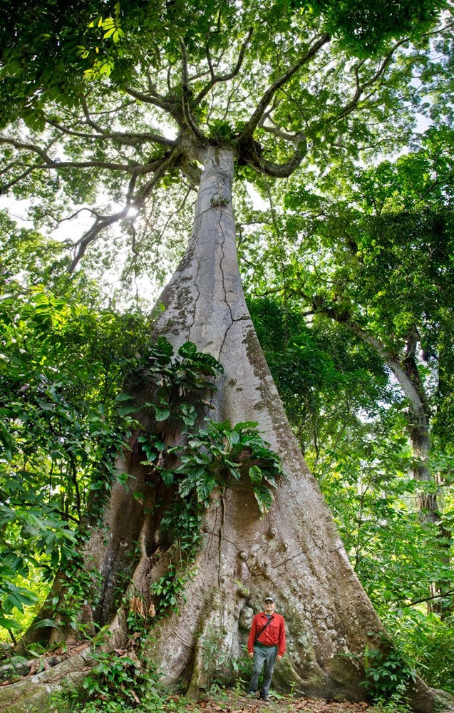 Planting my Angelim tree: The Biggest Tree in the Amazon Rainforest
