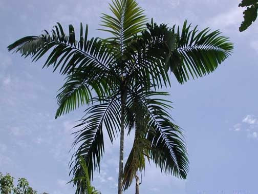 Planting my Bacabi palm tree in the Amazon rain forest [Oenocarpus Mapora Milpesos]