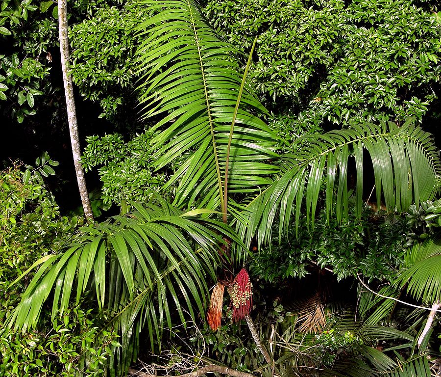 Planting my Bacabi palm tree in the Amazon rain forest [Oenocarpus Mapora Milpesos]