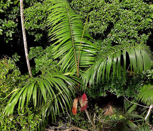Planting my Bacabi palm tree in the Amazon rain forest [Oenocarpus Mapora Milpesos]