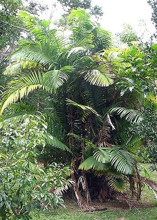 Planting my Bacabi palm tree in the Amazon rain forest [Oenocarpus Mapora Milpesos]