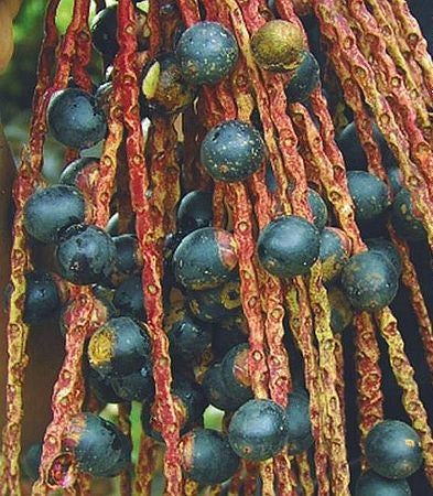 Planting my Bacabi palm tree in the Amazon rain forest [Oenocarpus Mapora Milpesos]