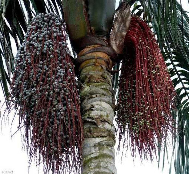 Planting my Bacabi palm tree in the Amazon rain forest [Oenocarpus Mapora Milpesos]