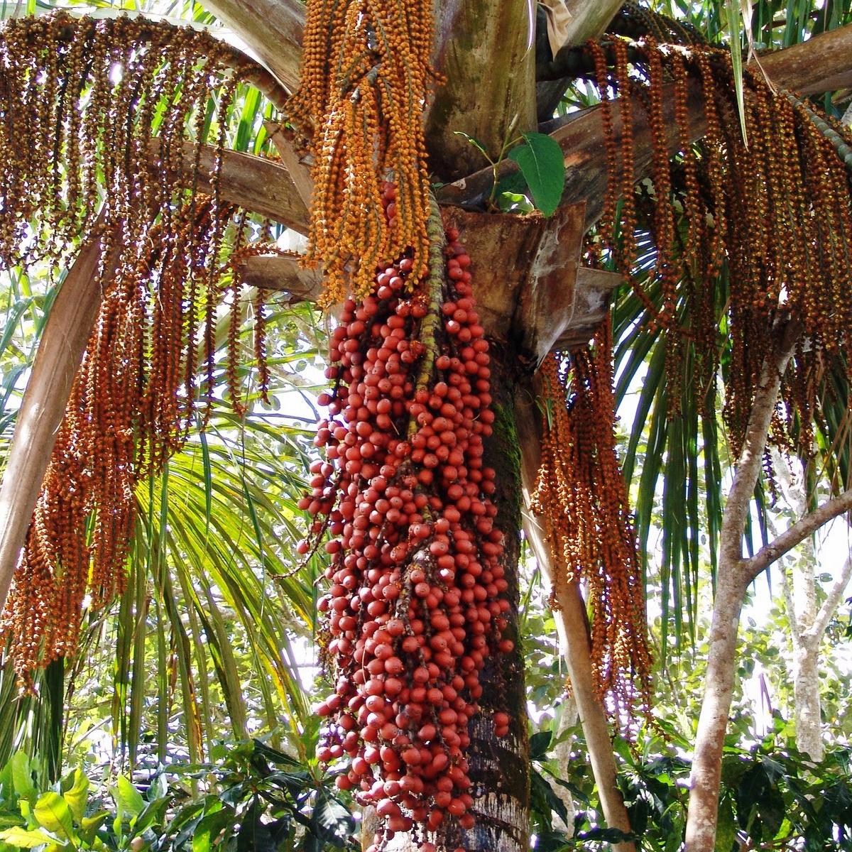 Planting my Buriti palm tree in the Amazon rain forest [Moriche Palm]