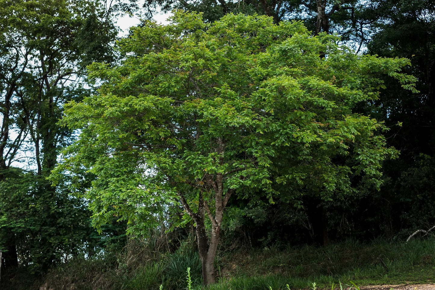 Planting my Copaiba tree in the Amazon rainforest