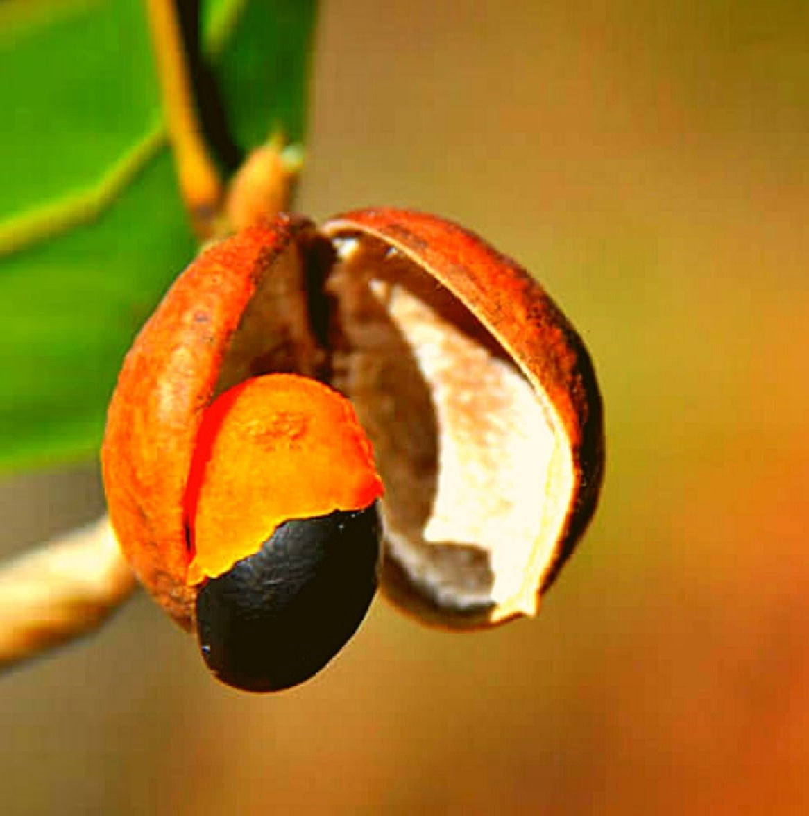 Planting my Copaiba tree in the Amazon rainforest