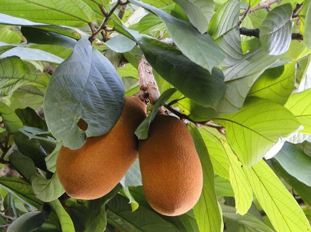 Planting my Cupuassu tree in the Amazon rainforest [Theobroma Grandiflorum]