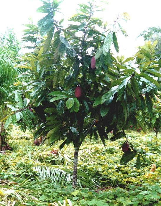 Planting my Cupuassu tree in the Amazon rainforest [Theobroma Grandiflorum]