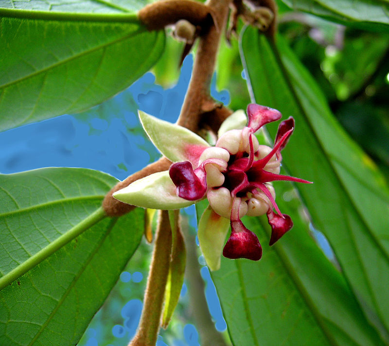 Planting my Cupuassu tree in the Amazon rainforest [Theobroma Grandiflorum]