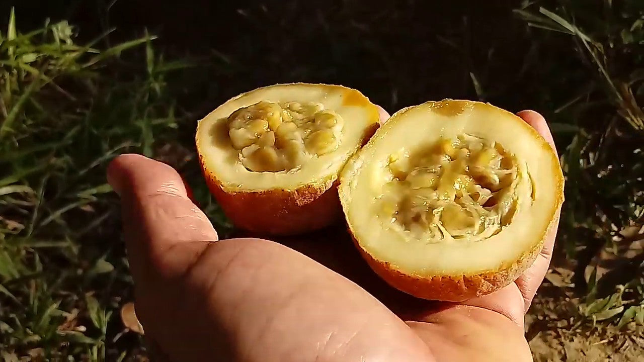 Planting my Genip tree in the Amazon rain forest [Genipapo Fruit Tree]