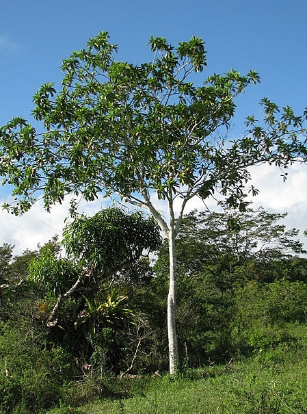 Planting my Genip tree in the Amazon rain forest [Genipapo Fruit Tree]