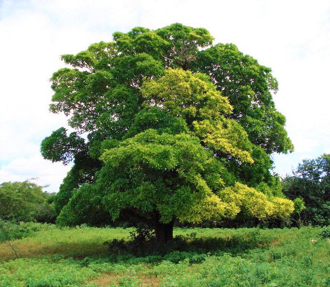 Planting my Genip tree in the Amazon rain forest [Genipapo Fruit Tree]