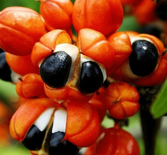 Planting my Guarana tree in the Amazon rain forest [Guarana drink beans]