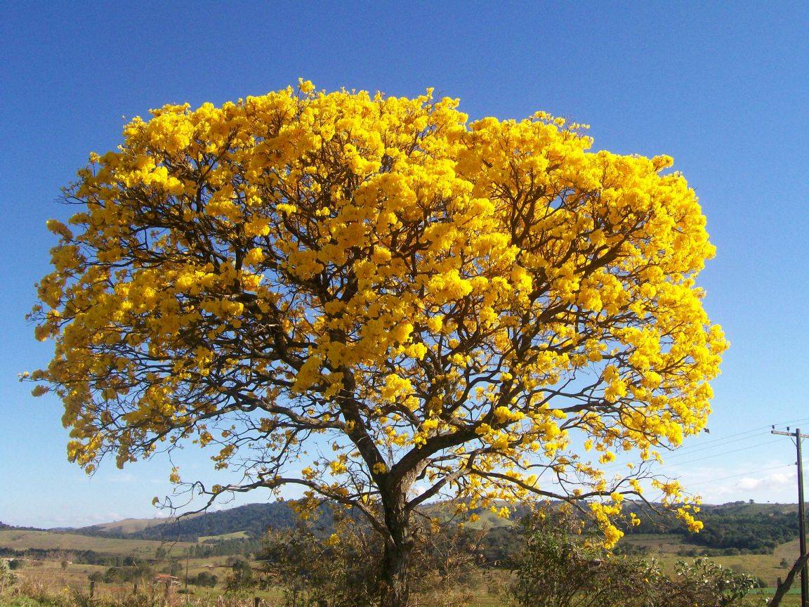 Planting my Yellow Ipe tree in the Amazon rainforest [Handroanthus Albus]