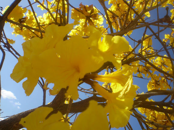 Planting my Yellow Ipe tree in the Amazon rainforest [Handroanthus Albus]