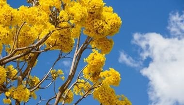 Planting my Yellow Ipe tree in the Amazon rainforest [Handroanthus Albus]