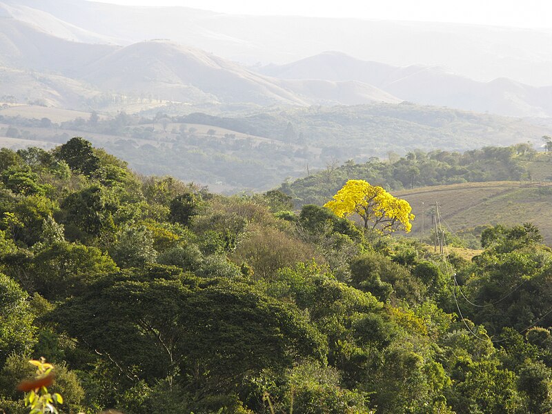 Planting my Yellow Ipe tree in the Amazon rainforest [Handroanthus Albus]