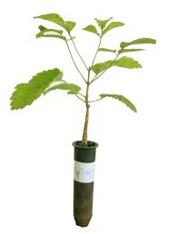 Planting my Yellow Ipe tree in the Amazon rainforest [Handroanthus Albus]