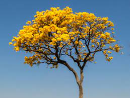 Planting my Yellow Ipe tree in the Amazon rainforest [Handroanthus Albus]