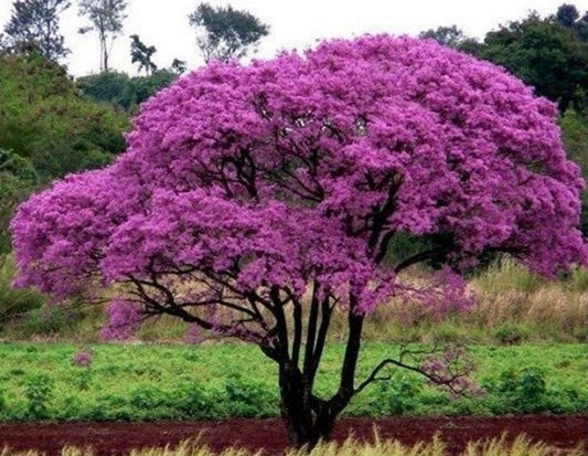 Planting my Ipe Roxo Tree in The Amazon Rainforest