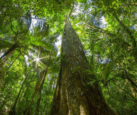 Planting my Brazilian Mahogany tree in the Amazon rainforest [ENDANGERED SPECIE]