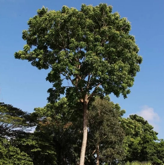 Planting my Brazilian Mahogany tree in the Amazon rainforest [ENDANGERED SPECIE]