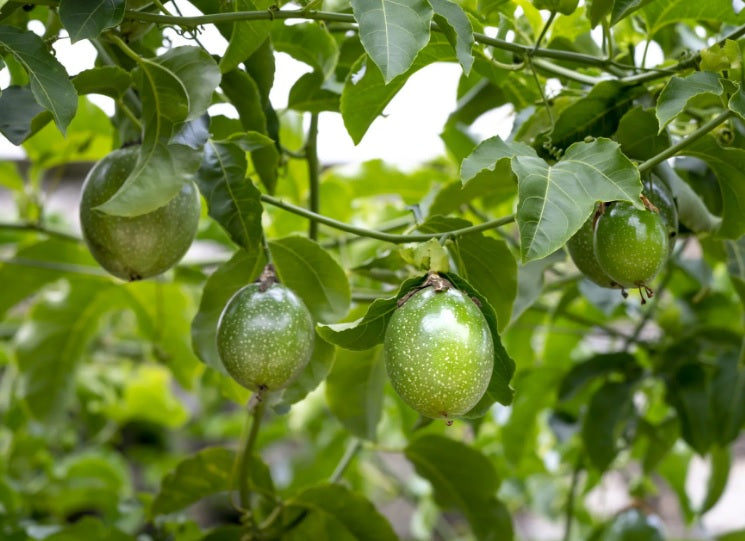 Planting my silvester Passion Fruit tree in the Amazon rain forest [Maracuja Selvagem]