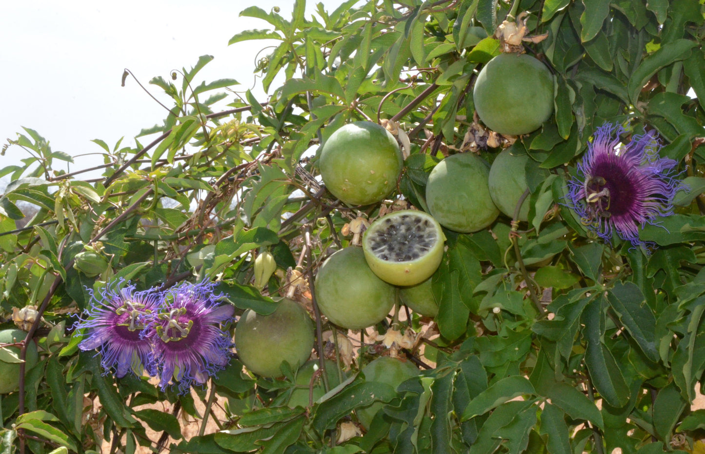 Planting my silvester Passion Fruit tree in the Amazon rain forest [Maracuja Selvagem]