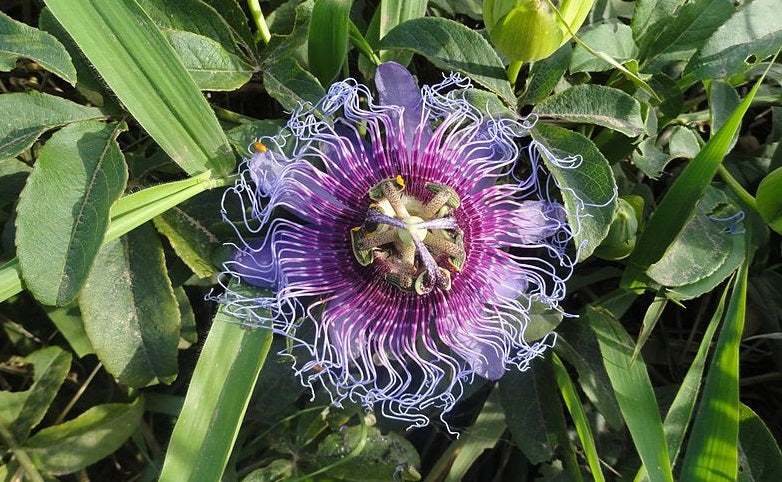 Planting my silvester Passion Fruit tree in the Amazon rain forest [Maracuja Selvagem]