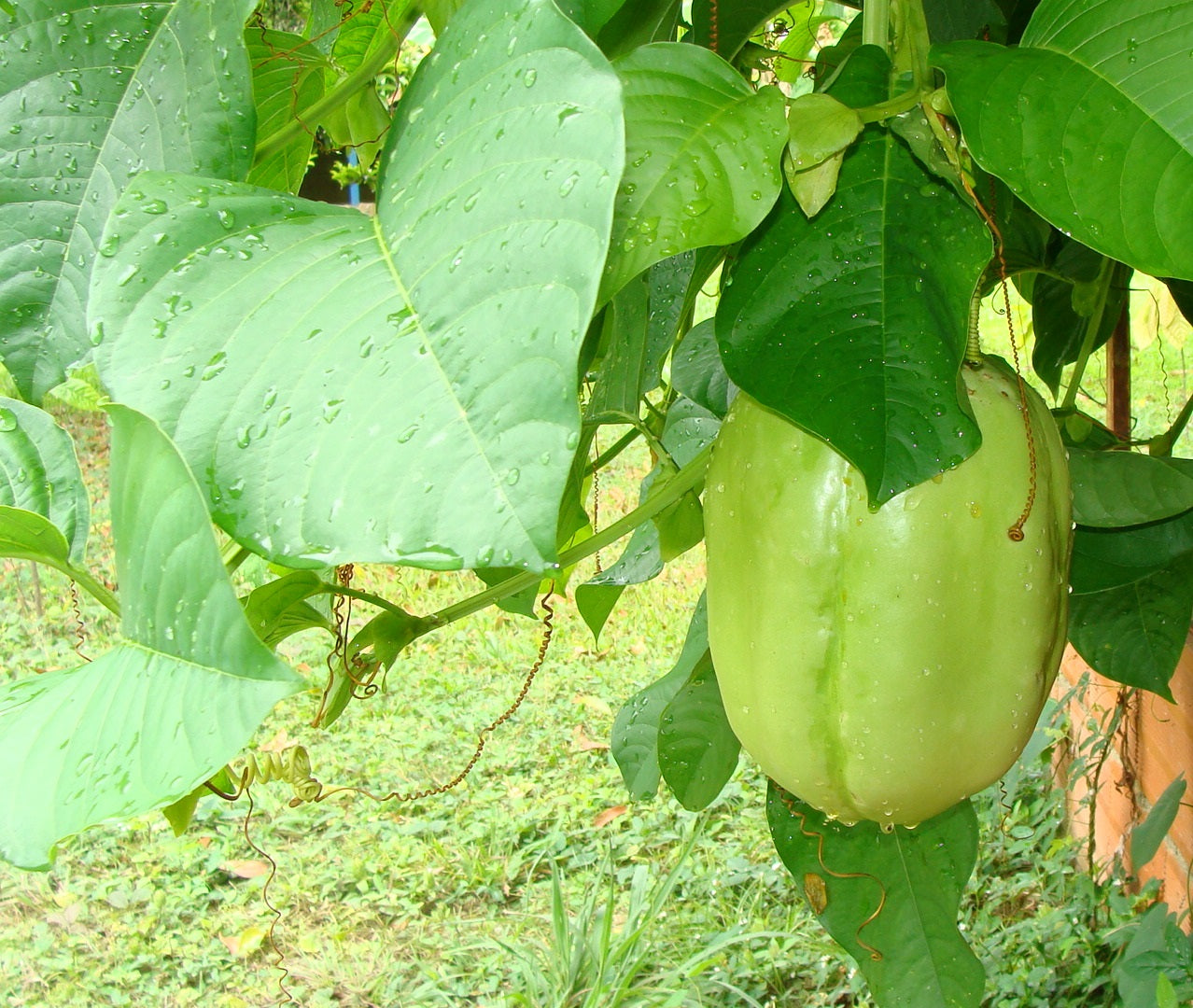 Planting my silvester Passion Fruit tree in the Amazon rain forest [Maracuja Selvagem]
