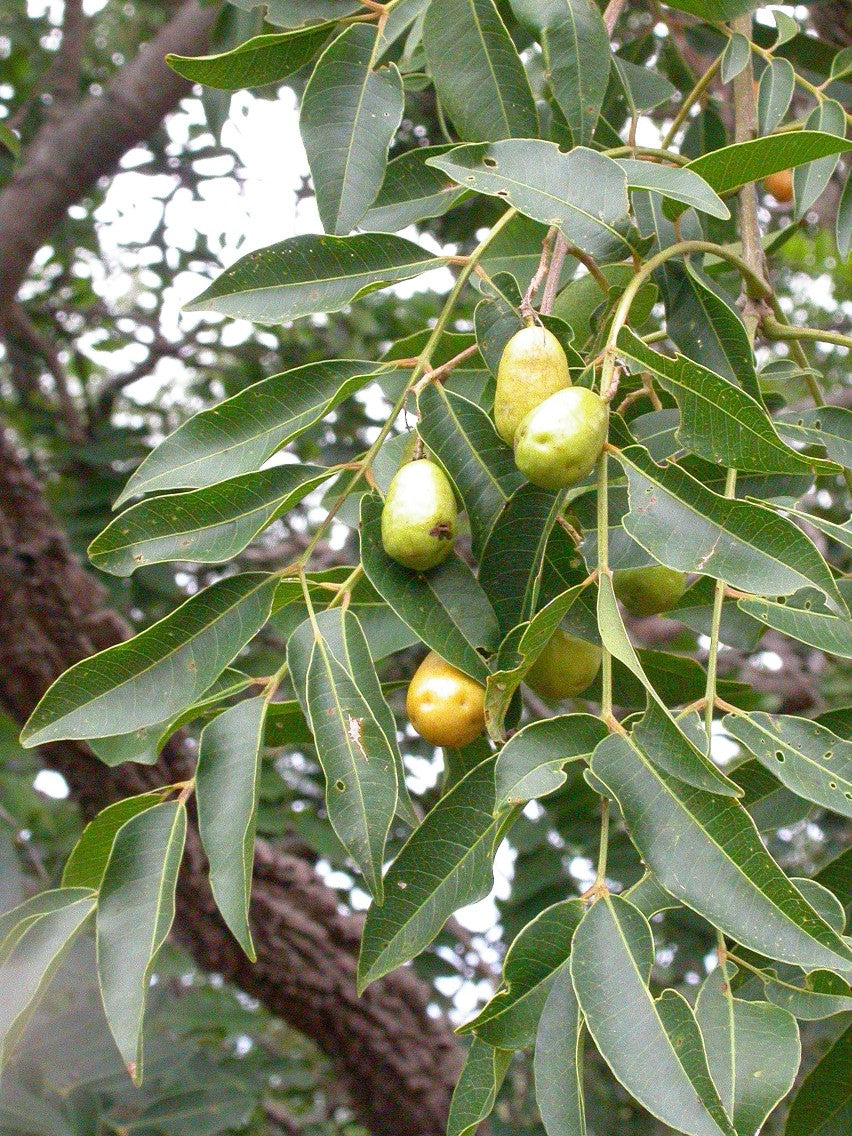 Planting my Hog Plum tree in the Amazon rain forest [Spondias Mombin]