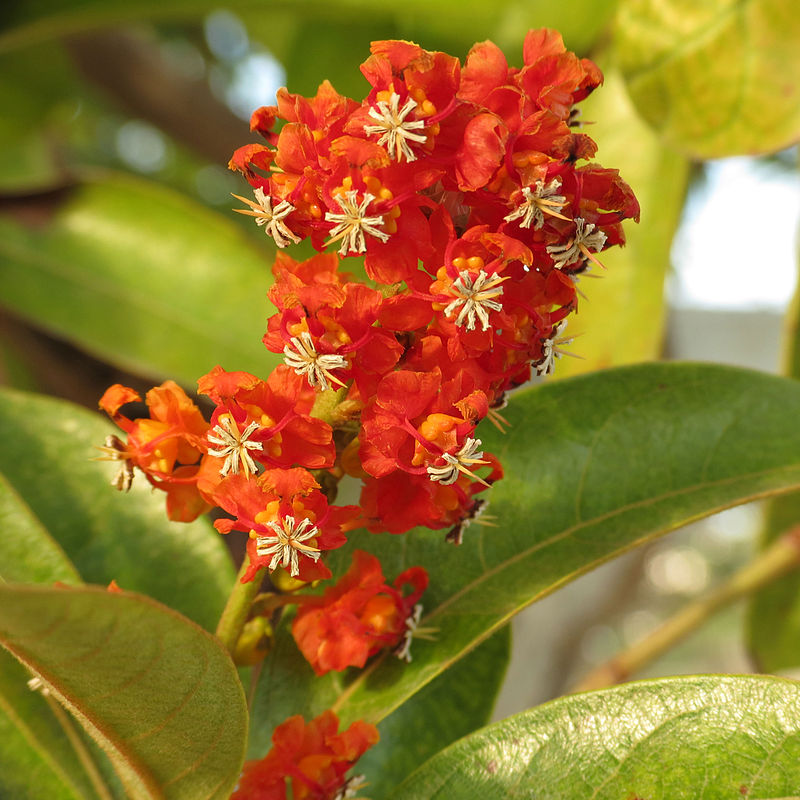 Planting my Muruci tree in the Amazon rainforest [Byrsonima Crassifolia]