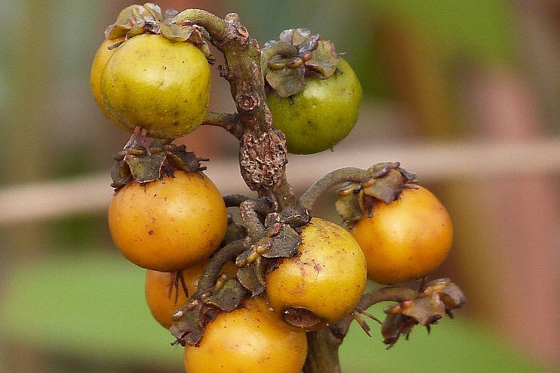 Planting my Muruci tree in the Amazon rainforest [Byrsonima Crassifolia]