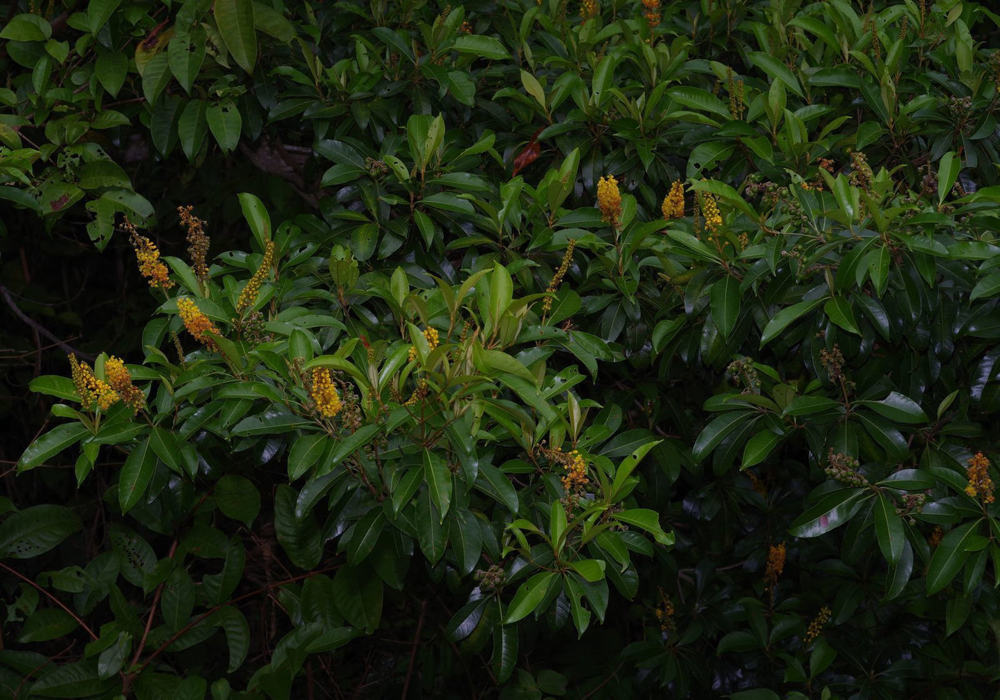 Planting my Muruci tree in the Amazon rainforest [Byrsonima Crassifolia]